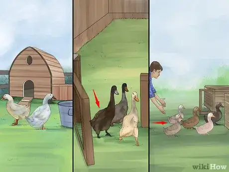 Image titled Train Ducks Step 5