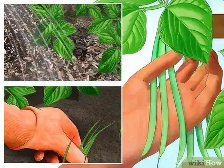 Image titled Create a Vegetable Garden Step 11