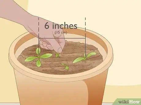 Image titled Grow Sweet Alyssum Step 5