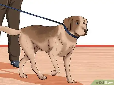 Image titled Prevent Arthritis in Dogs Step 5