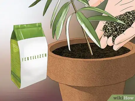 Image titled Grow Lemon Verbena Step 8