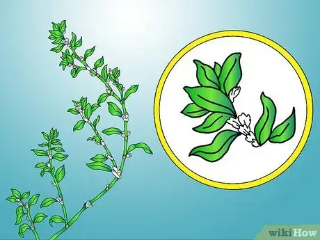 Image titled Identify Knotweed Step 6