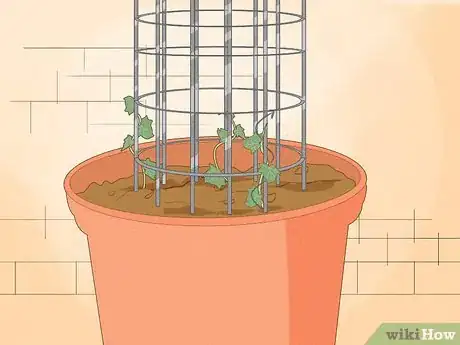 Image titled Grow a Topiary Step 20