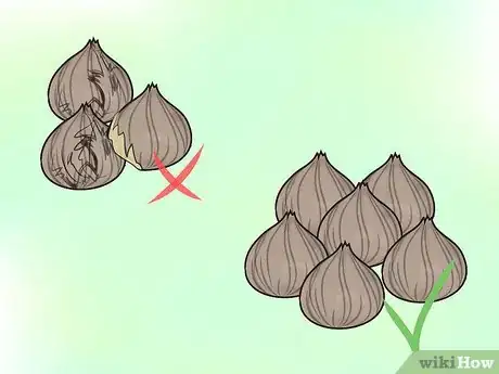 Image titled Grow Gladiolus Step 20