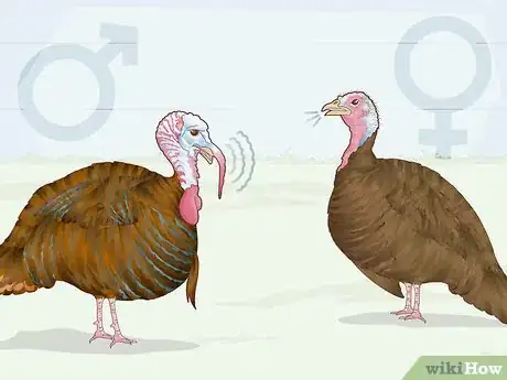 Image titled Sex Turkeys Step 5