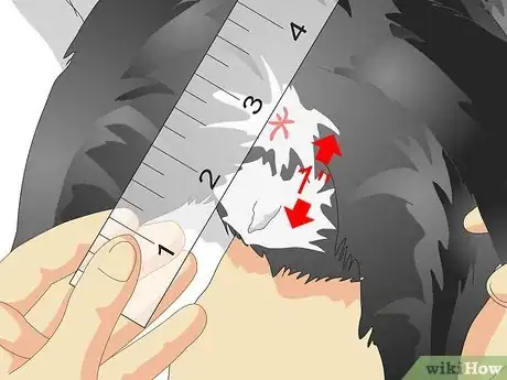 Image titled Tell If a Cat Is Neutered Step 4