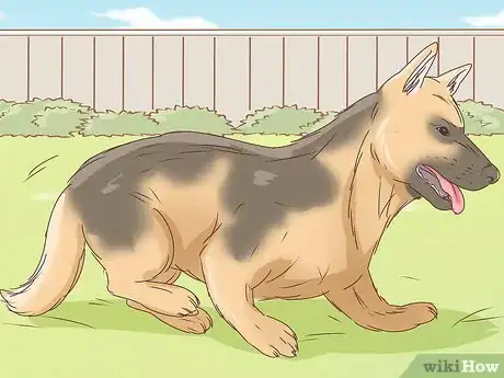 Image titled Recognize and Treat Dwarfism in Dogs Step 8