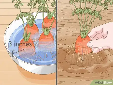 Image titled Regrow Vegetables Step 9