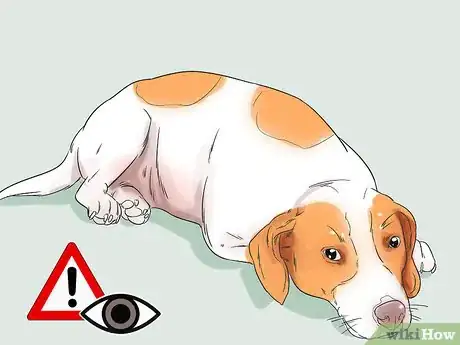 Image titled Give Dogs What They Need Step 19