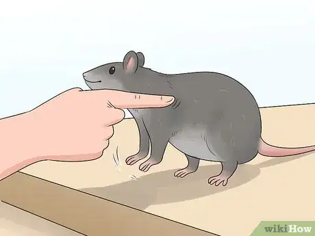 Image titled Train a Rat to Stand on Its Hind Legs Step 8