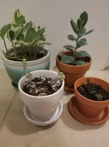 Image titled Potmaterial