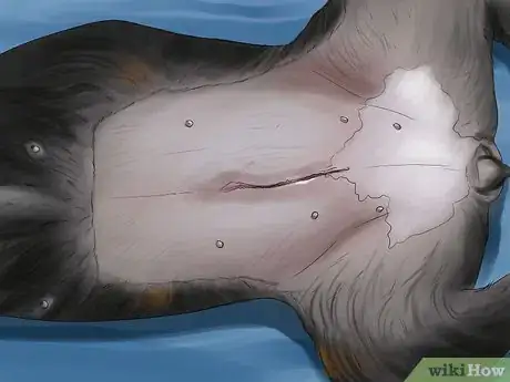 Image titled Treat Prostate Disease in Intact Male Dogs Step 2