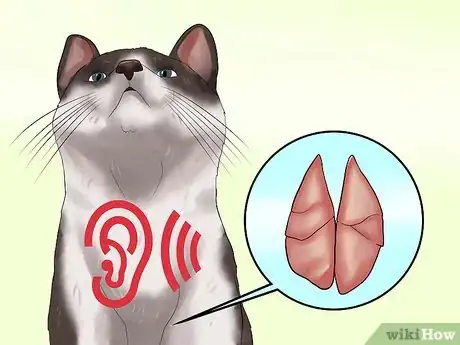 Image titled Detect Kitten URI or Pneumonia Step 1