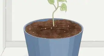 Grow Philodendron from Cuttings