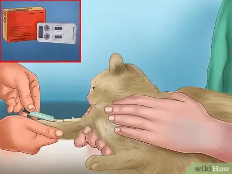 Image titled Treat Heartworm Disease in Cats Step 3