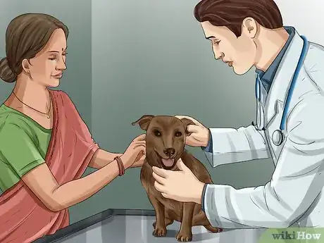 Image titled Treat Aural Hematomas in Dogs Step 11