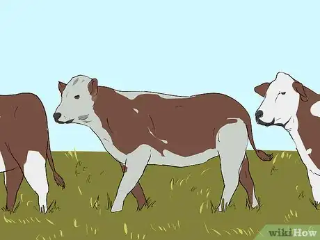 Image titled Ride a Steer Step 8