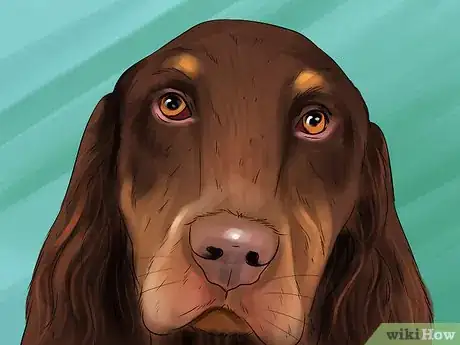 Image titled Identify a Field Spaniel Step 6
