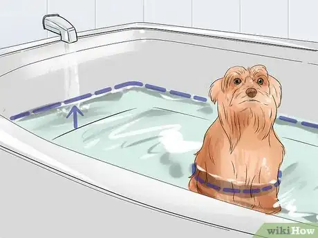 Image titled Groom a Silky Terrier Step 8