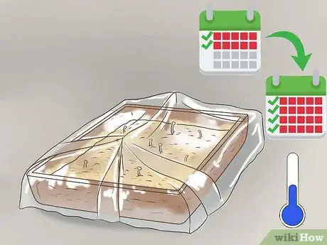 Image titled Grow Enoki Mushrooms Step 14