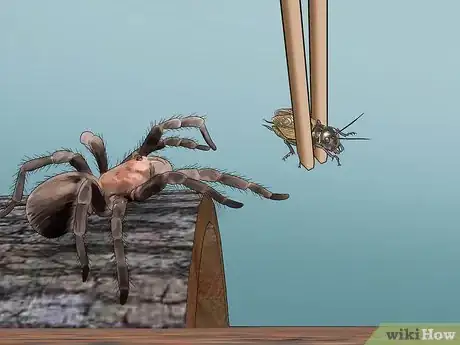 Image titled Care for a Chilean Rose Tarantula Step 13