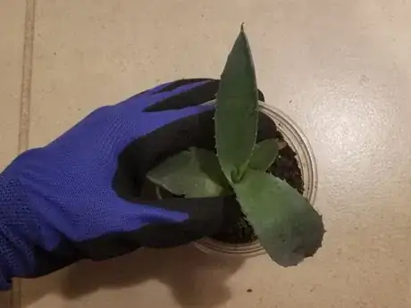 Image titled Thickgloves