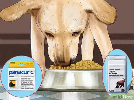 Image titled Prevent Ascarids in Dogs Step 2