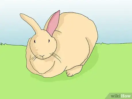 Image titled Help an Overweight Rabbit Lose Weight Step 1