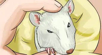 Make a Swimming Pool for Your Rat