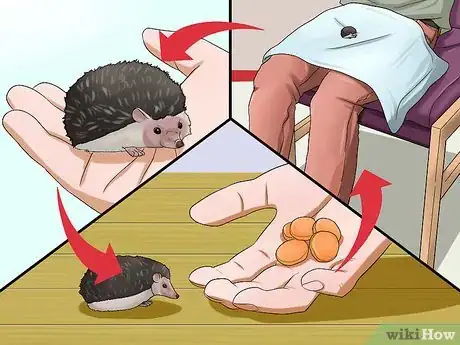 Image titled Help Your Hedgehog Get Used to Handling Step 15