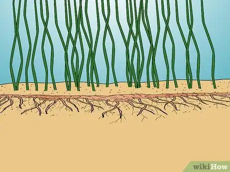 Image titled Identify Knotweed Step 28