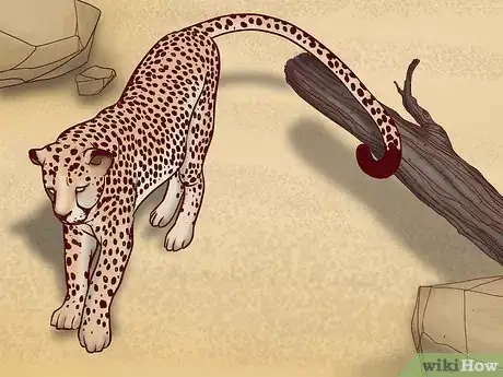 Image titled Identify Feline Species by Fur Step 5