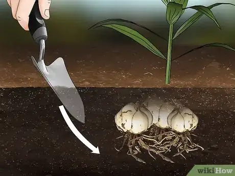 Image titled Grow Tiger Lilies Step 15
