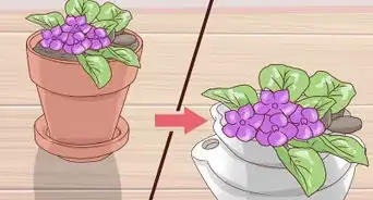 Grow African Violets