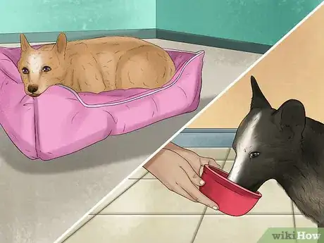 Image titled Rescue a Corgi Step 10