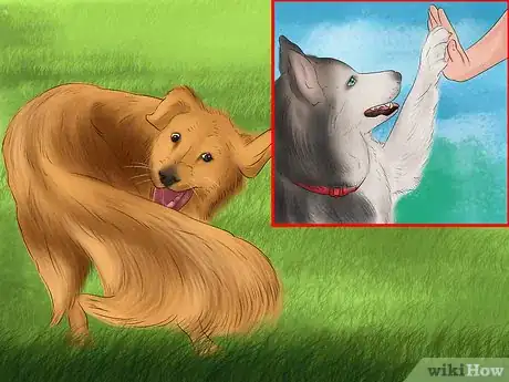 Image titled Keep an Older Dog Mentally Active Step 6