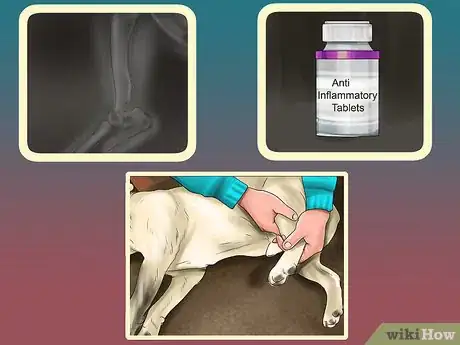 Image titled Diagnose Bone Diseases in Growing Dogs Step 11