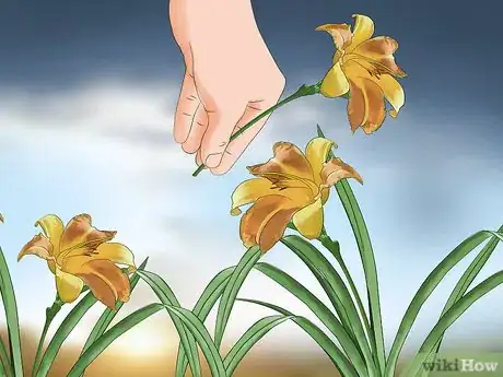 Image titled Harvest Daylilies Step 11