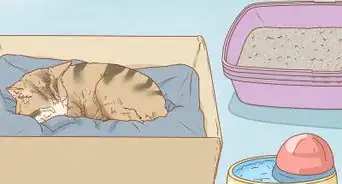 Tell if a Cat is Pregnant