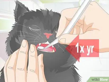 Image titled Stop Teeth Grinding in Cats Step 5