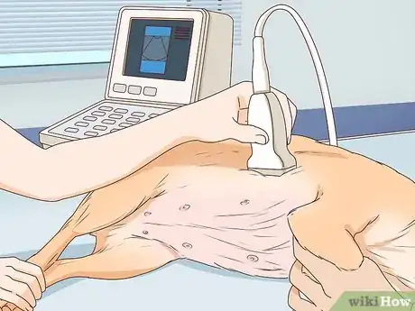 Image titled Tell if a Dog Is Pregnant Step 13
