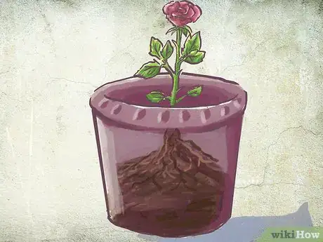 Image titled Plant a Bare Rooted Rose Bush in a Pot Step 6