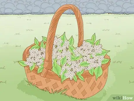 Image titled Identify Elderflower Step 15