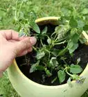 Grow Catmint from Cuttings