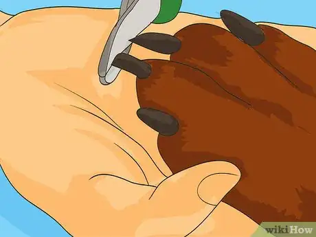 Image titled Handle Holiday Travel with Your Pet Step 12