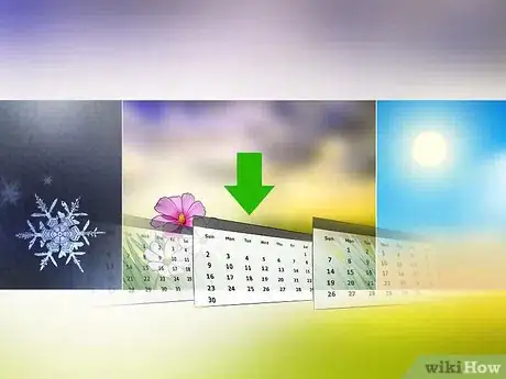 Image titled Grow African Daisy (Arctotis) Step 5