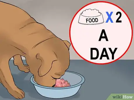 Image titled Care for an American Pit Bull Terrier Step 1