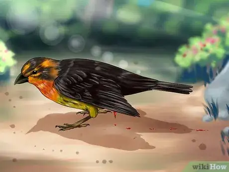 Image titled Care for an Injured Wild Bird That Cannot Fly Step 3