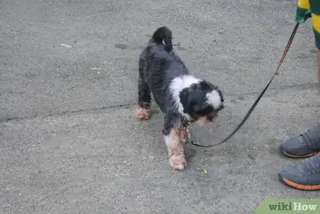 Image titled Housebreak Your Dog Using Crate Training Step 10