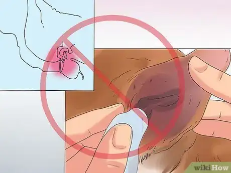 Image titled Clean a Terrier's Ears Step 10